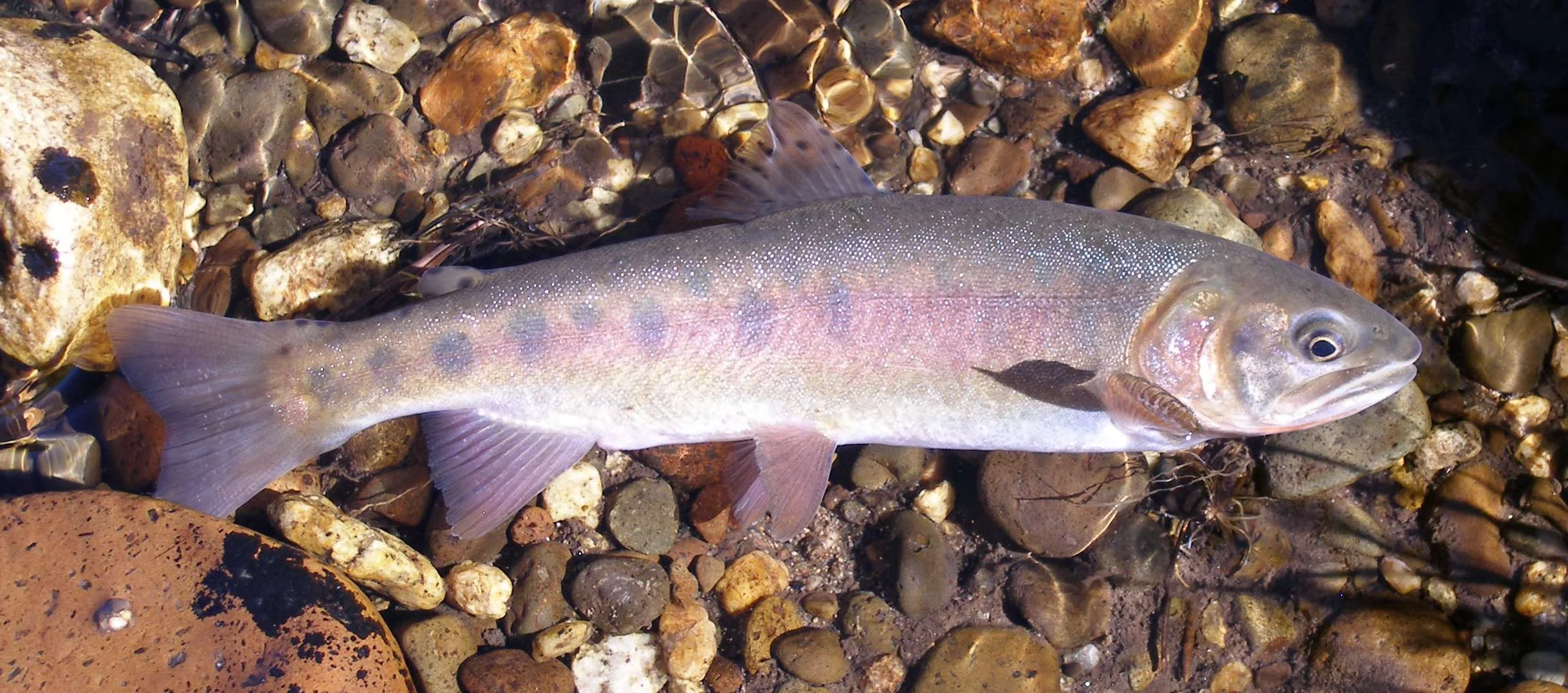 Photo of Paiute cutthroat. Credit: Bill Somer, California Department of Fish and Wildlife