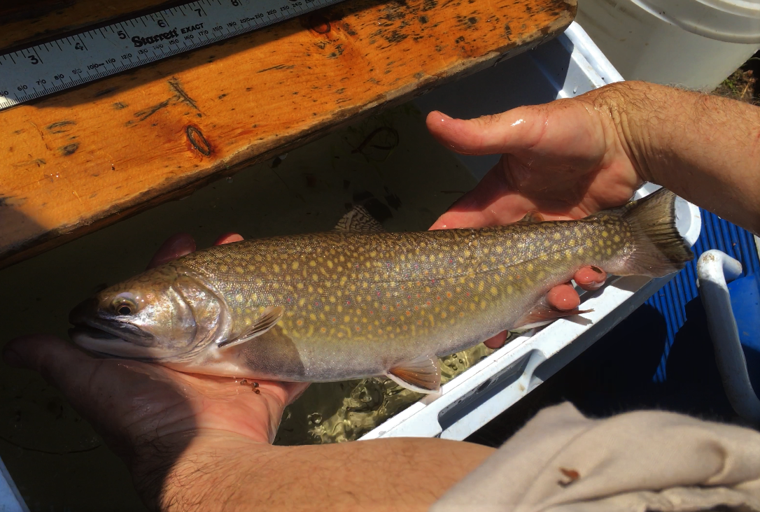  MA sea-run brook trout. Geoffrey Klane, Sea-Run Brook Trout Coalition.&nbsp; 
