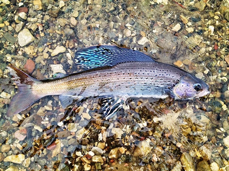 arctic-grayling-mt_jim-mogen-usfws-800.jpg