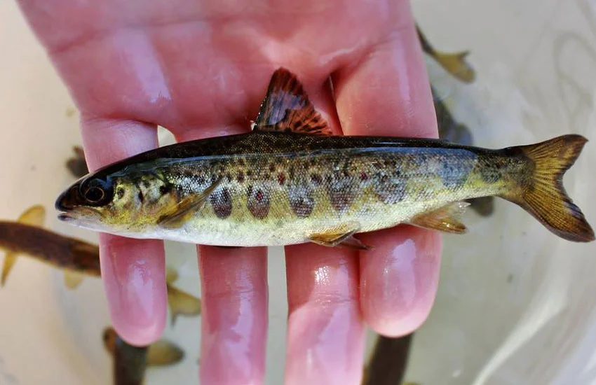 Atlantic salmon parr, courtesy of NFC partner Downeast Salmon Federation