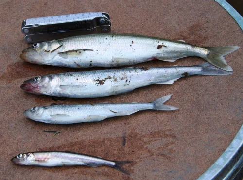 Highly invasive nonnative smelt from Big Reed Pond in Maine