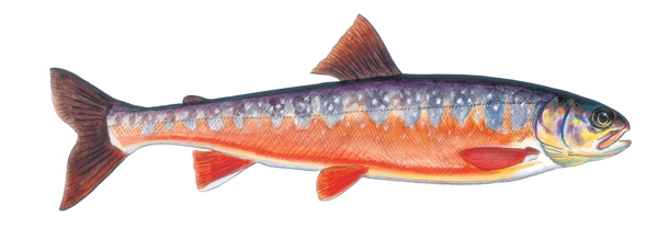 Blueback-Trout.jpg