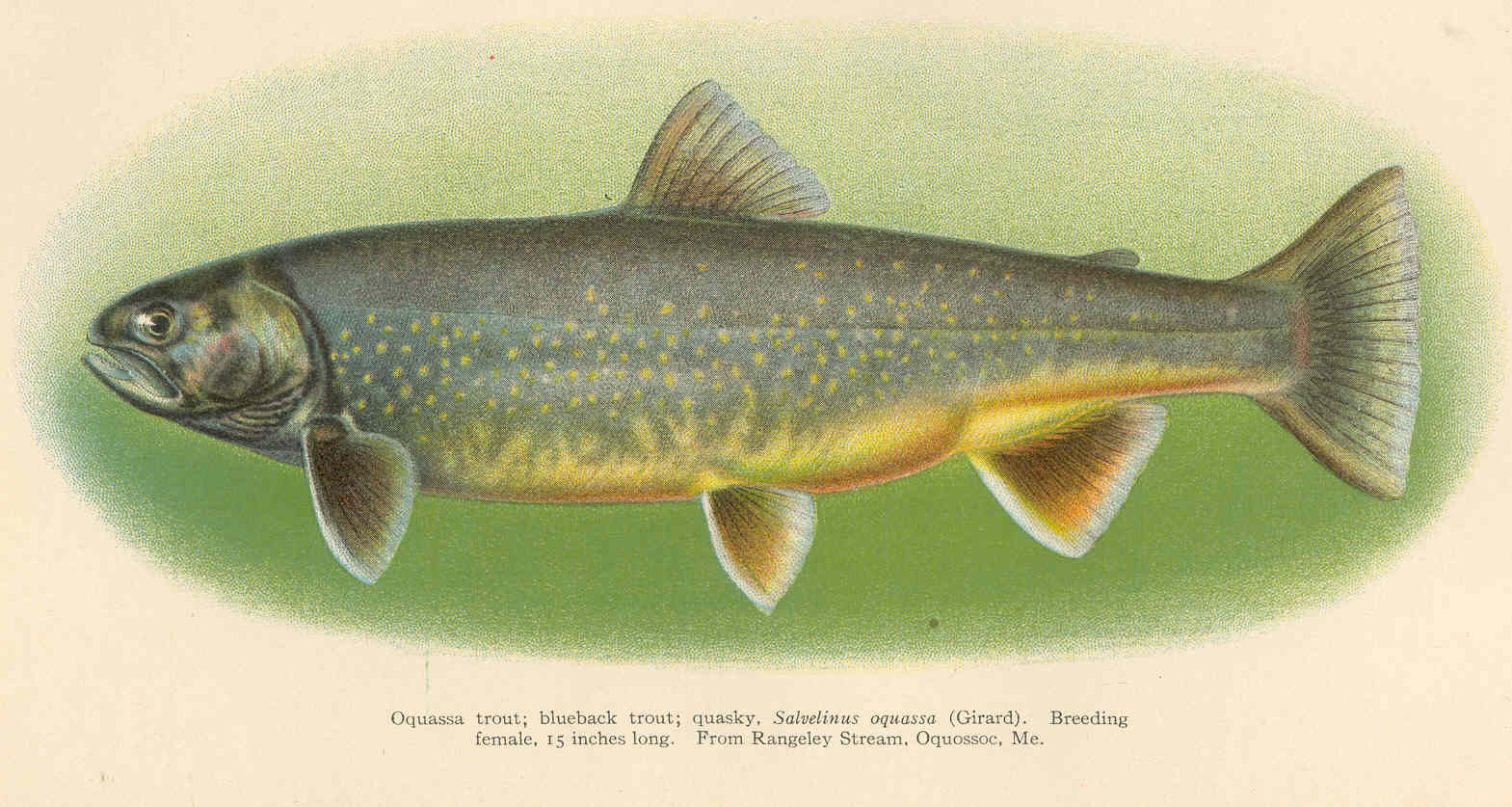 FMIB_38996_Oquassa_trout;_blueback_trout;_quasky_Salvelinus_oquassa_(Gerard)_Breeding_female_15_inches_long_From_Rangely_Stream,_Oquossoc.jpeg