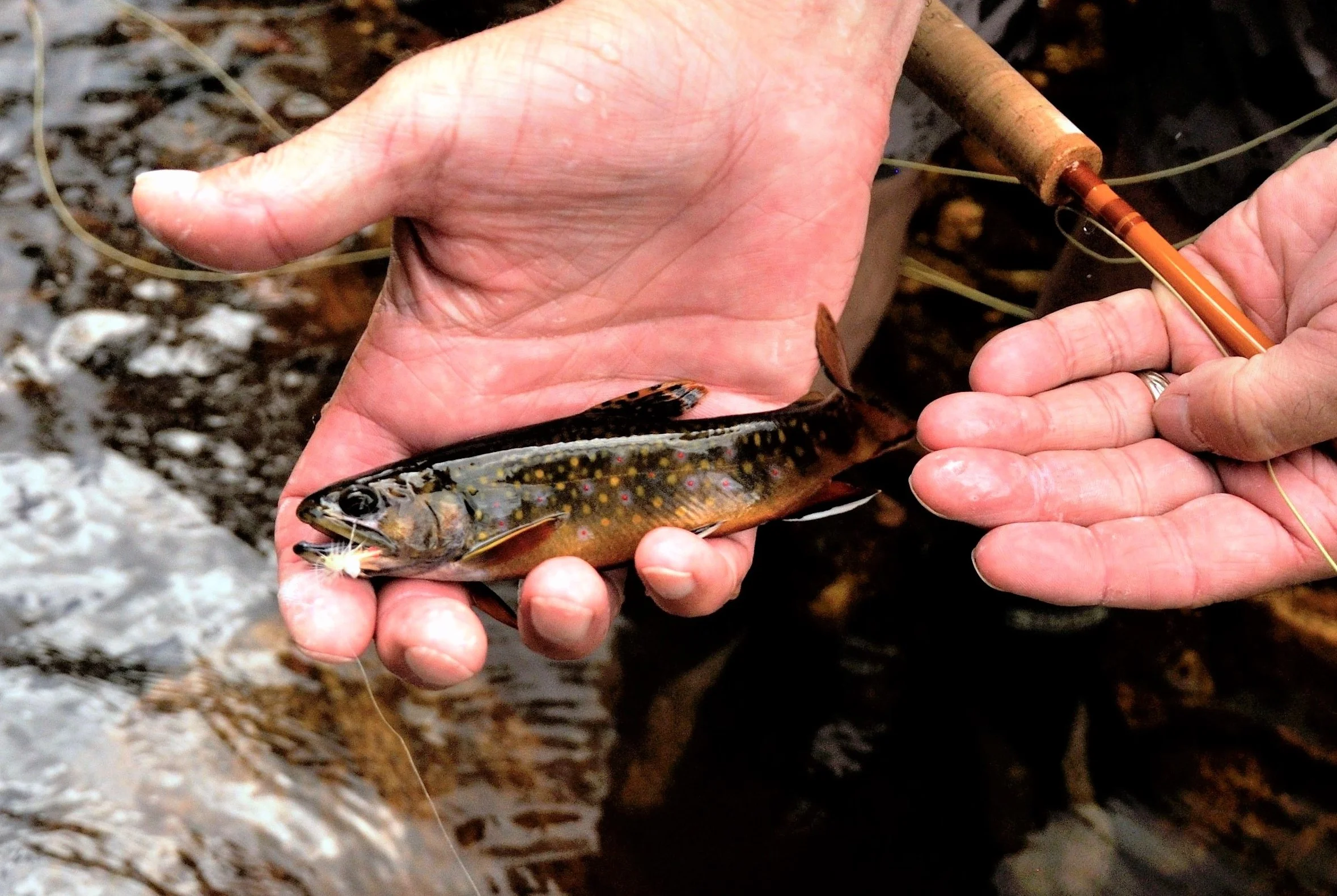 Rivertops — Native Fish Coalition
