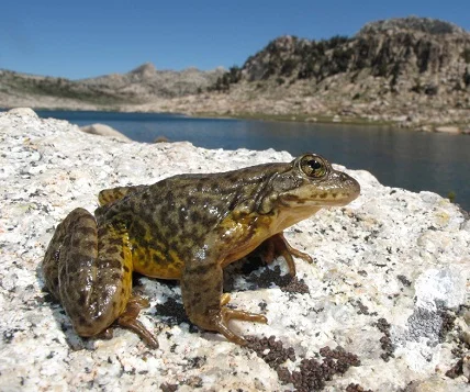 Mountain-Yellow-Legged-Frog.jpg