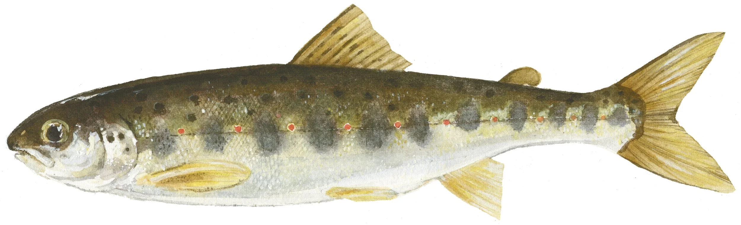 Atlantic Salmon Parr