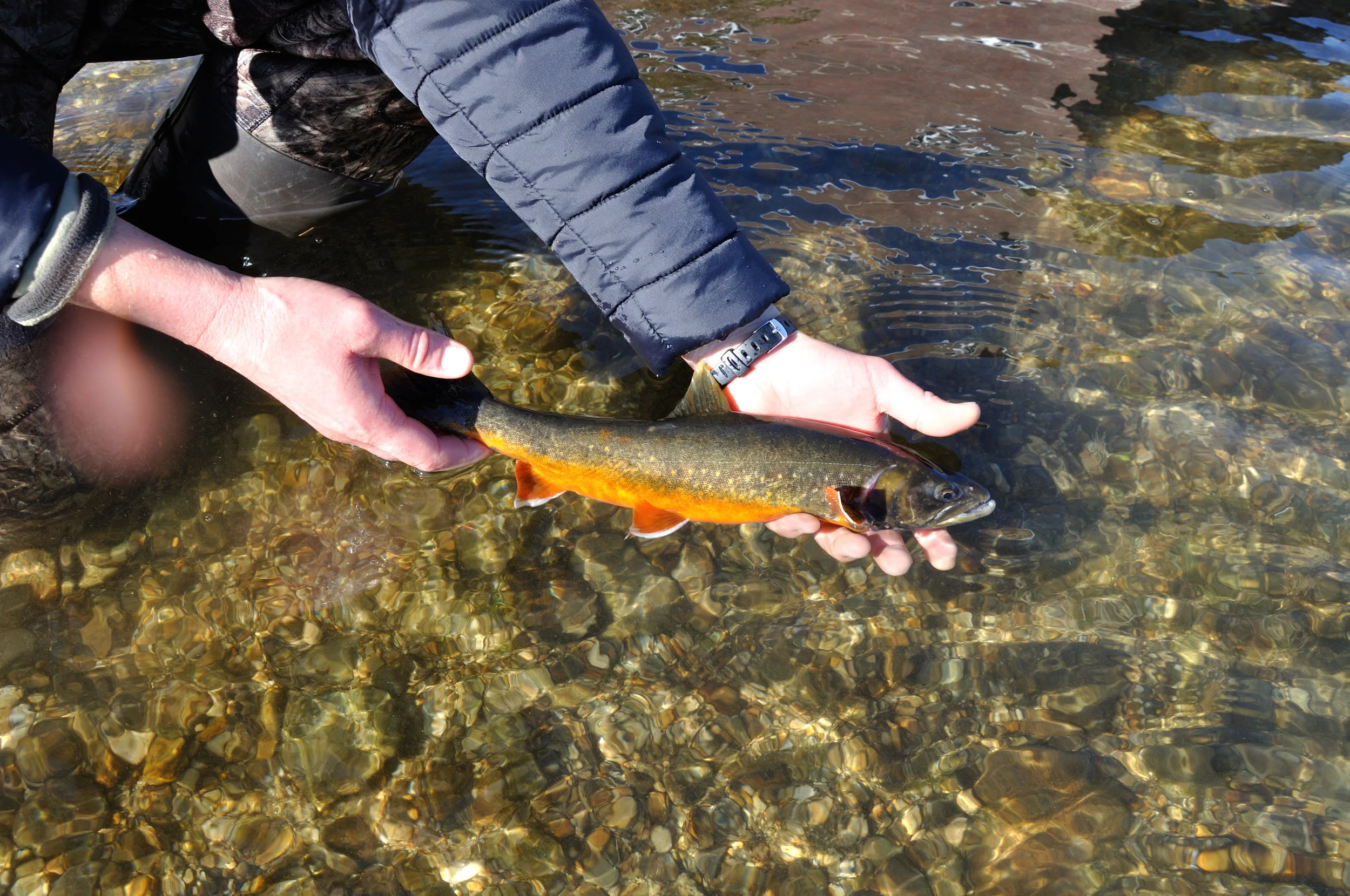 Maine’s Arctic Charr Endangered