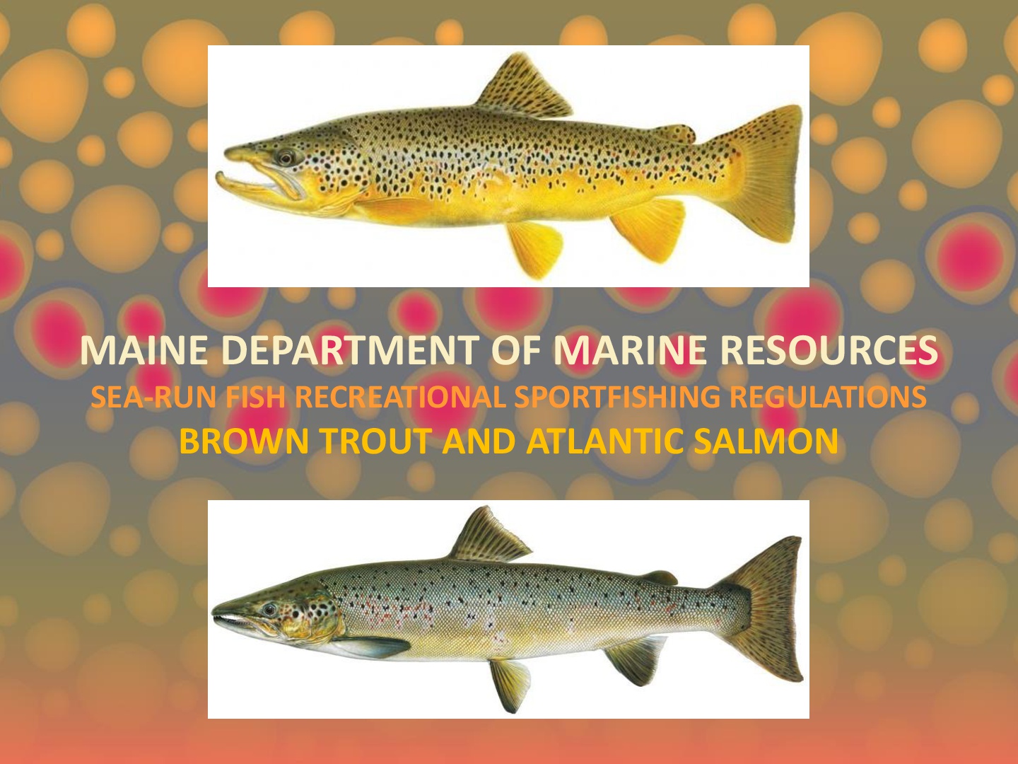 Maine Department of Marine Resources Brown Trout Regulations — Native Fish  Coalition