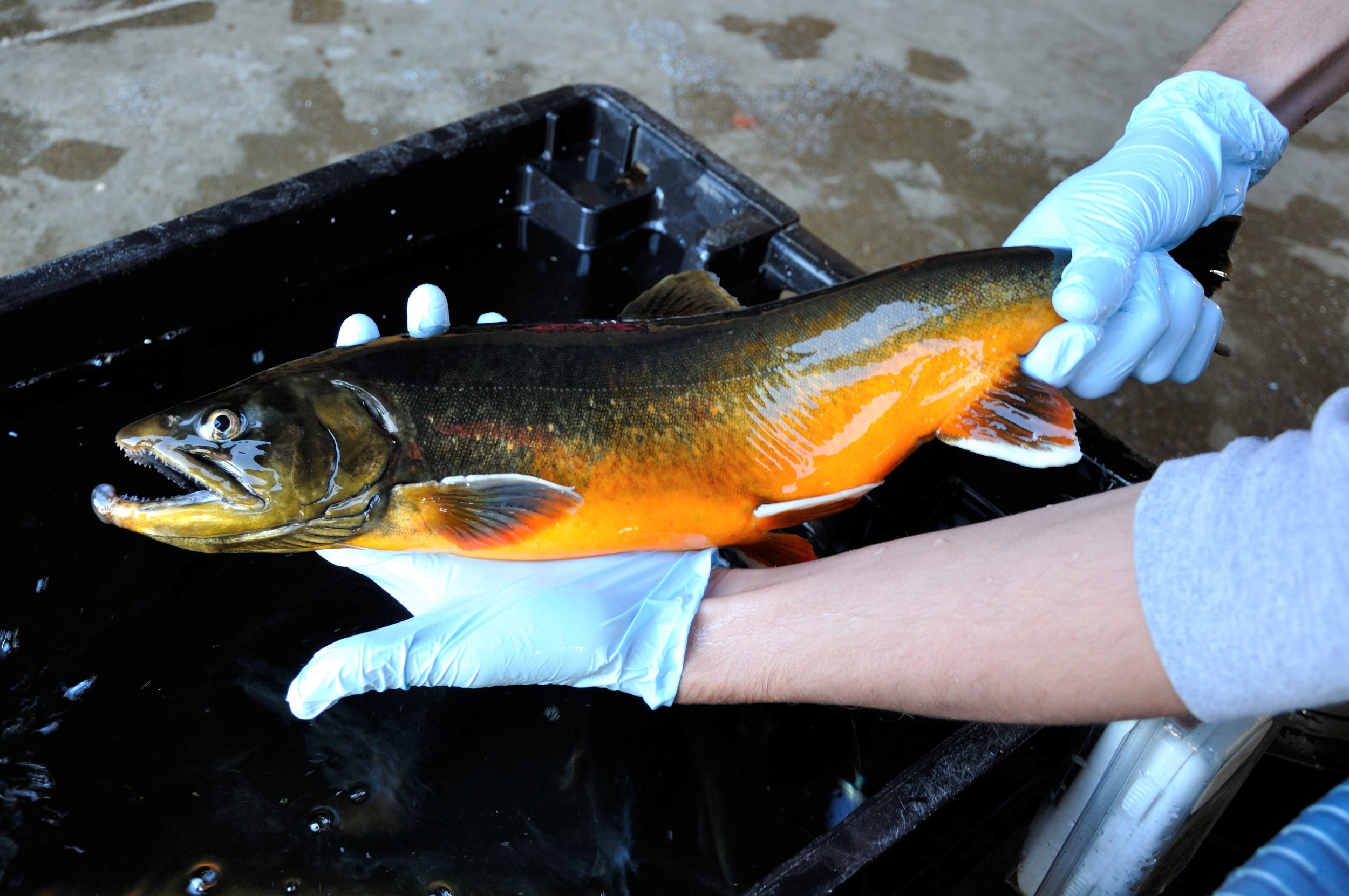Floods Pond Arctic Charr Study - Moving Water — Native Fish Coalition