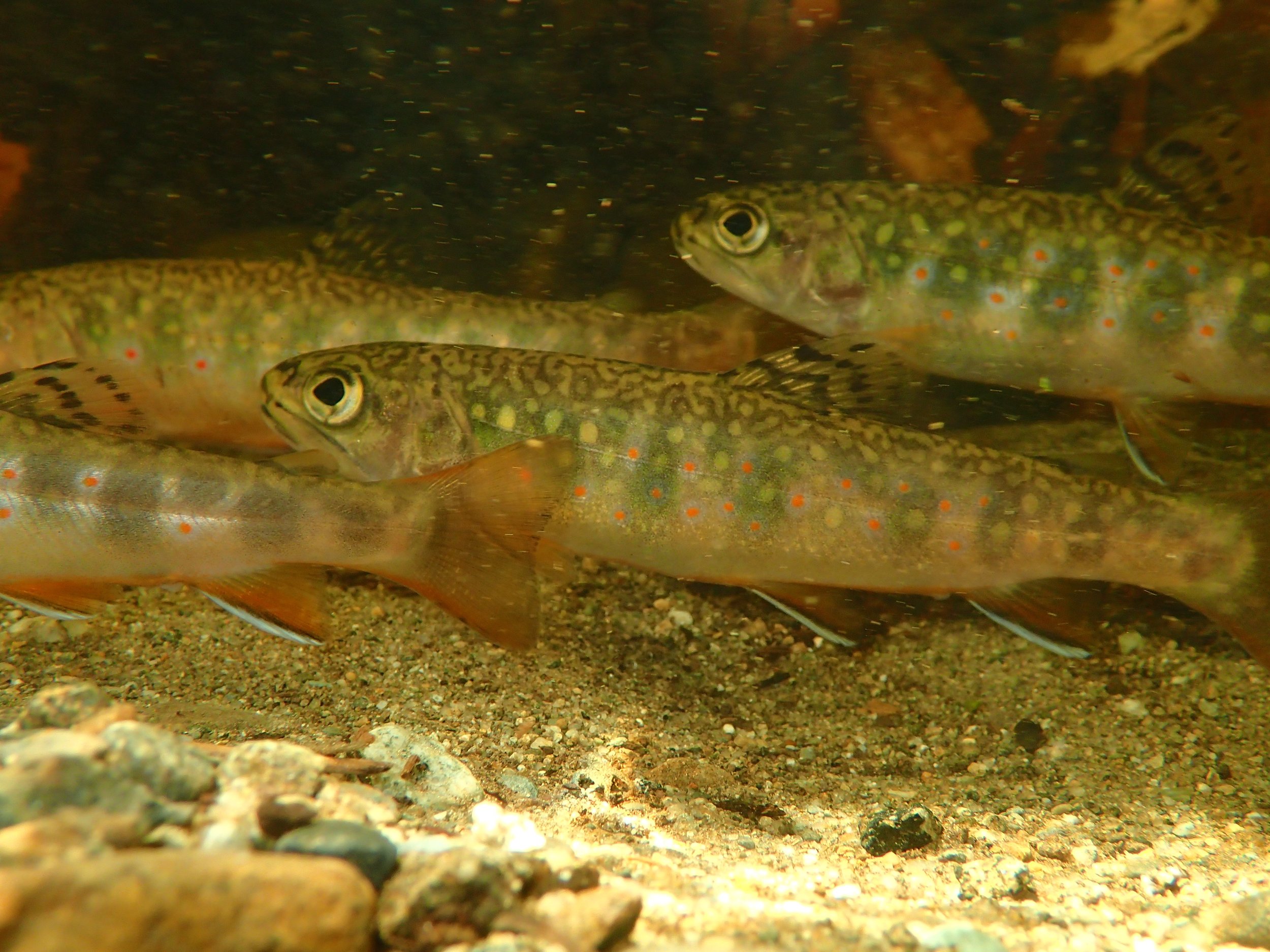 Brooktrout_Leuthold_Forest_July2018_RJoyce.jpg