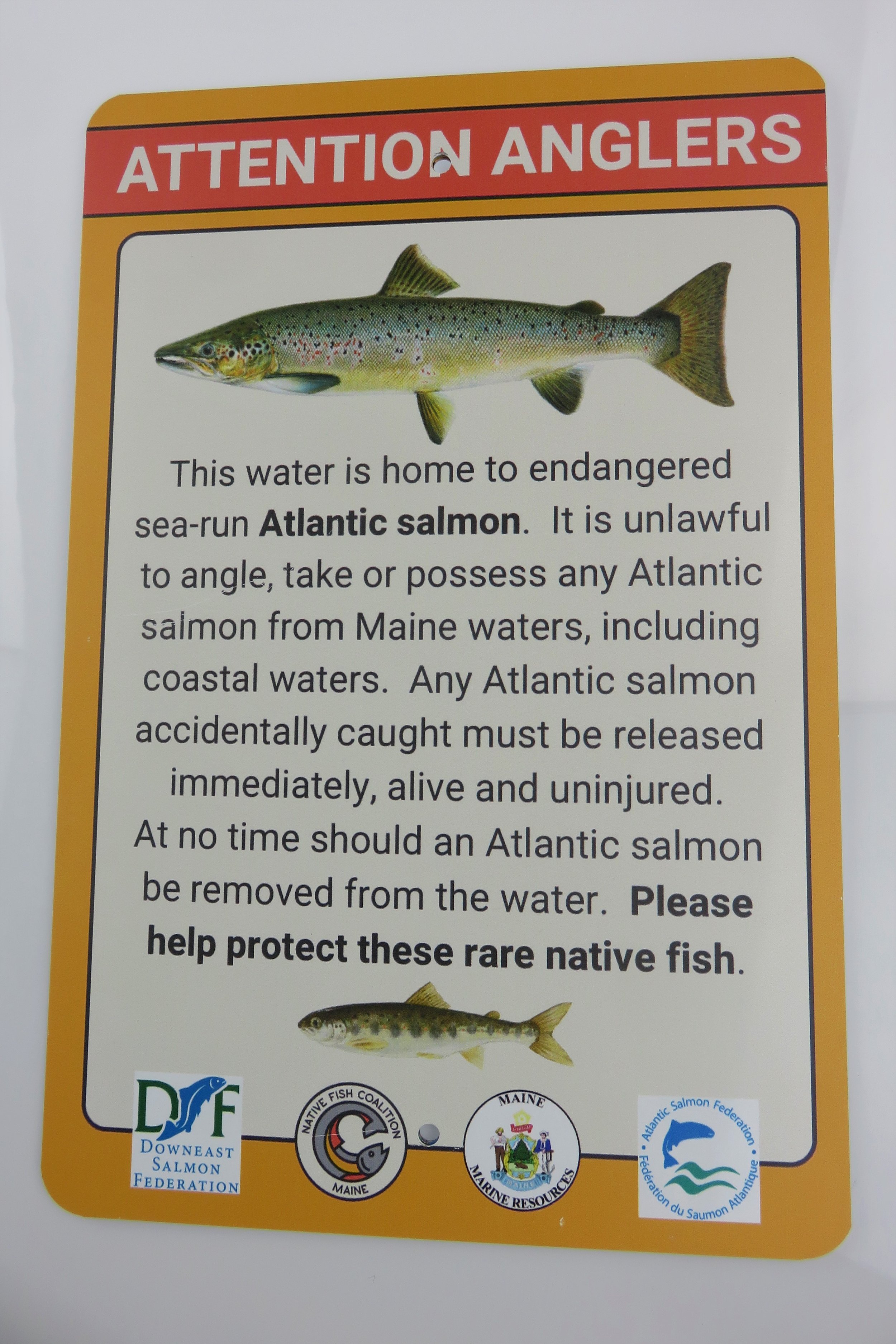 Atlantic Salmon Sign.JPG