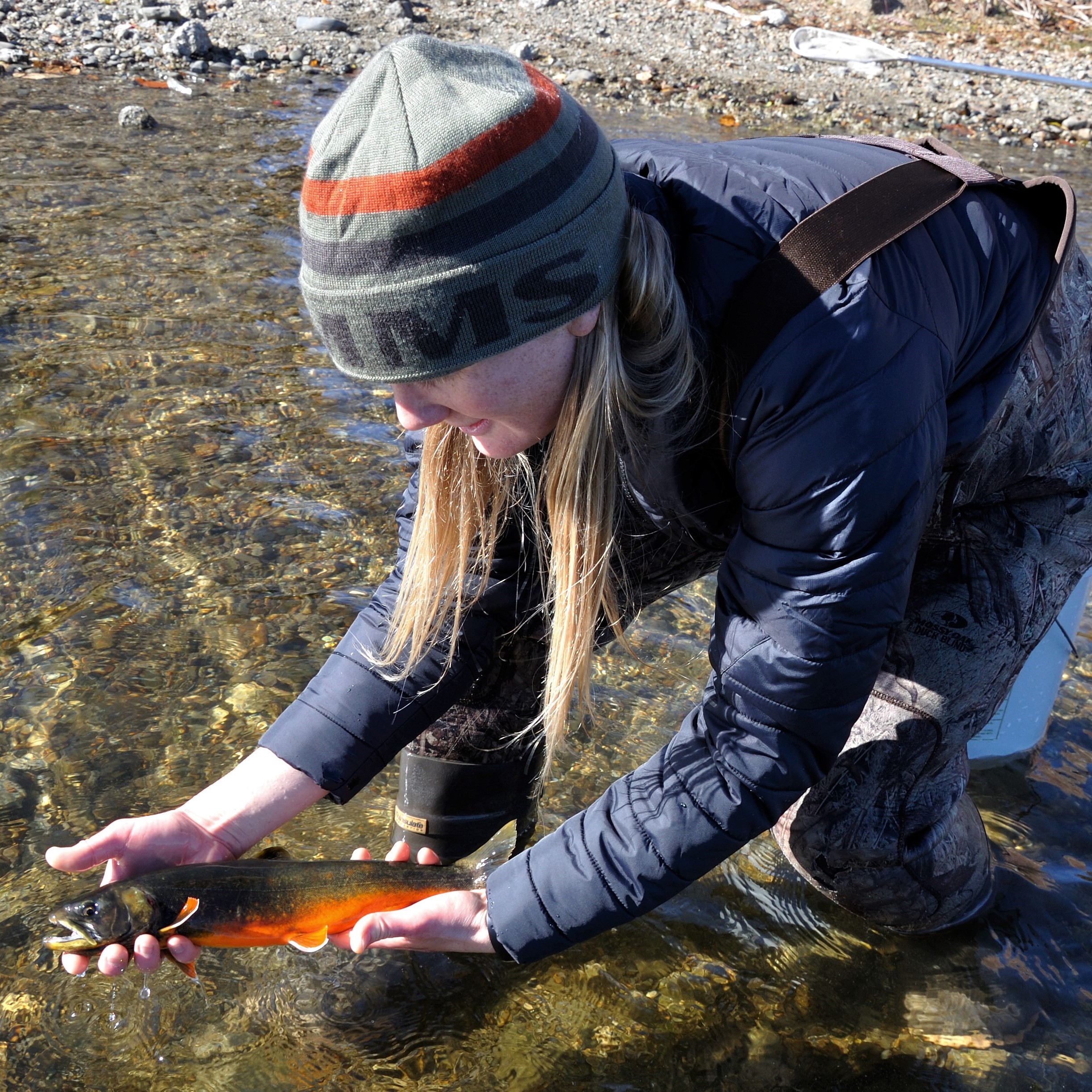 Native Fish Coalition presents on rare Arctic Charr
