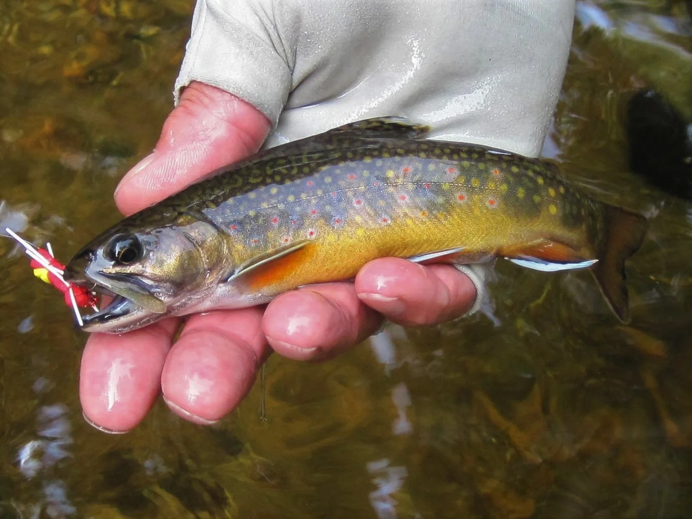 Is New Hampshire's Wild Trout Management Program in Trouble? — Native