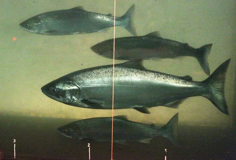 01172019_salmon_165159chinook-768x521.jpg