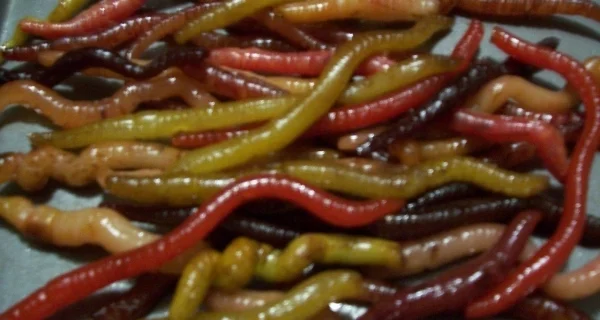 rubber worms_1.jpg