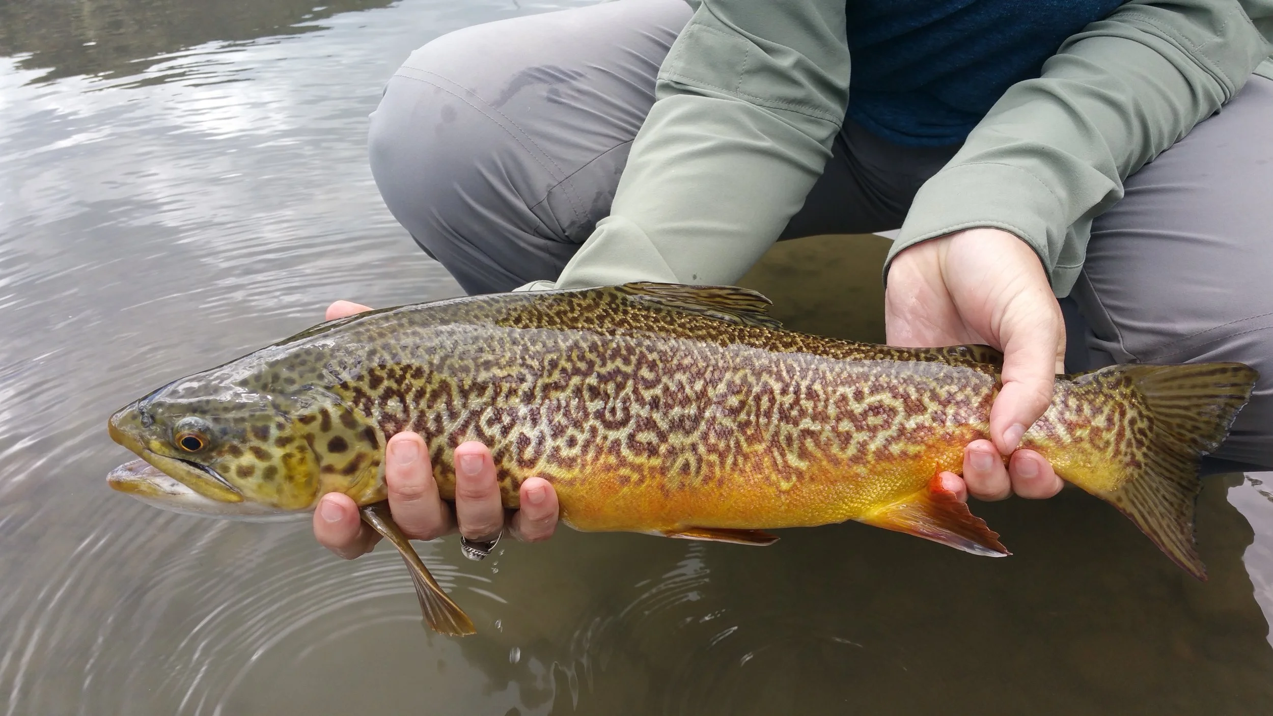 Could tiger trout, a cross between a brook trout and a brown trout be next? In your state?