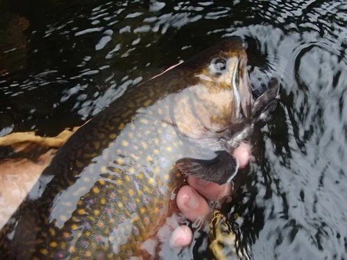 No live-fish rule in North Region approved by state
