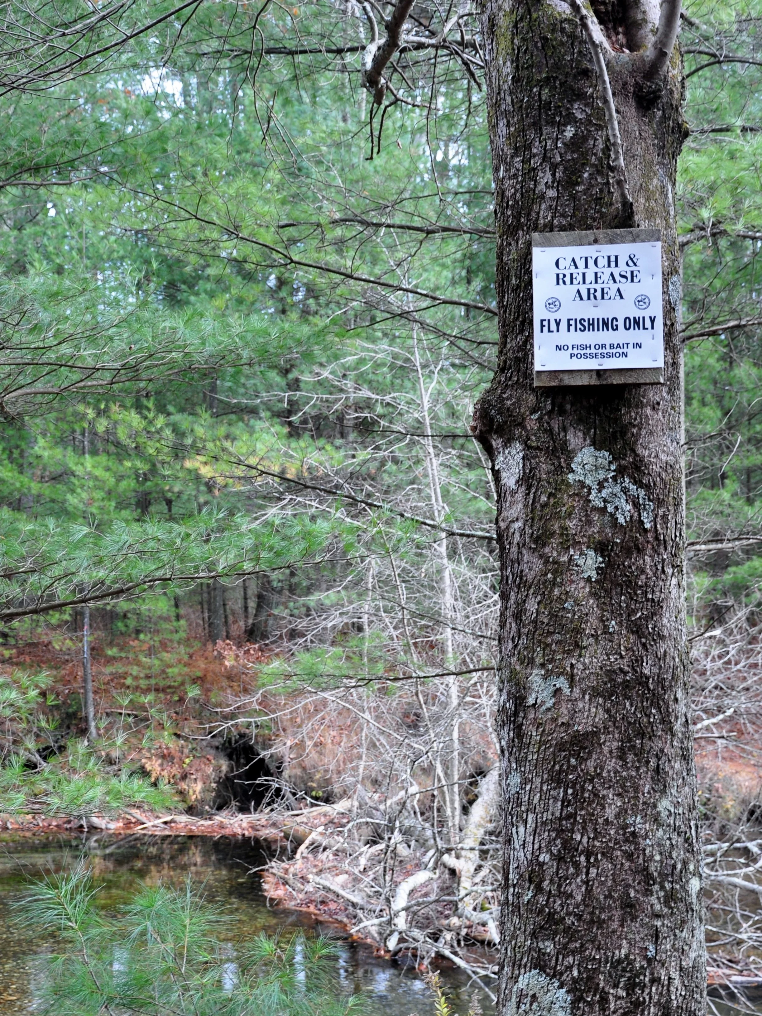 Maine Catch-and-Release: The Facts