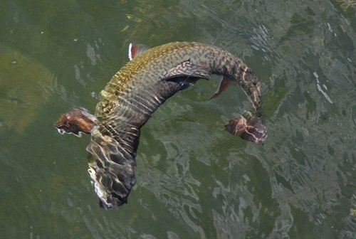 My testimony at the Army Corps CMP hearing