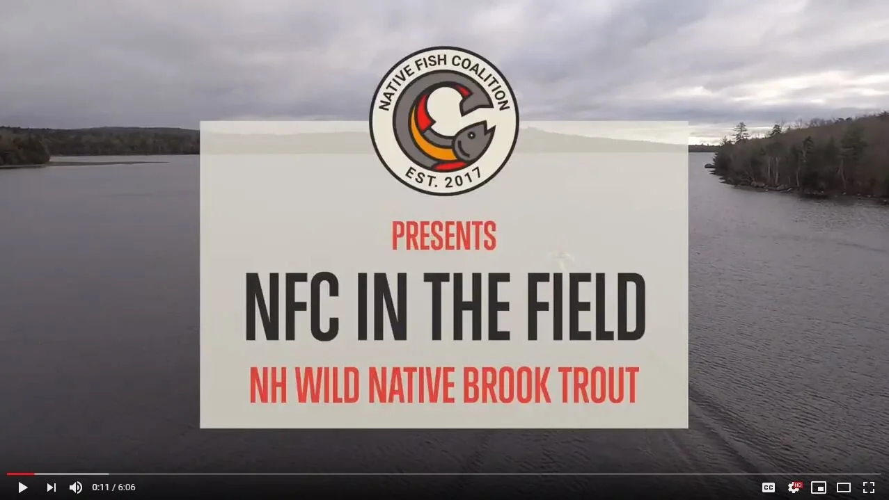 Wild Native Brook Trout in NH Need Your Help