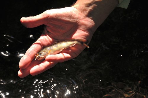 N.S. wild brook trout hold firm against millions of hatchery