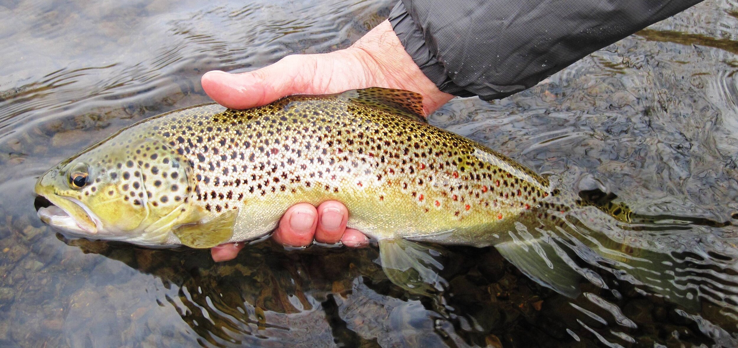 Good News for Maine Atlantic Salmon — Native Fish Coalition