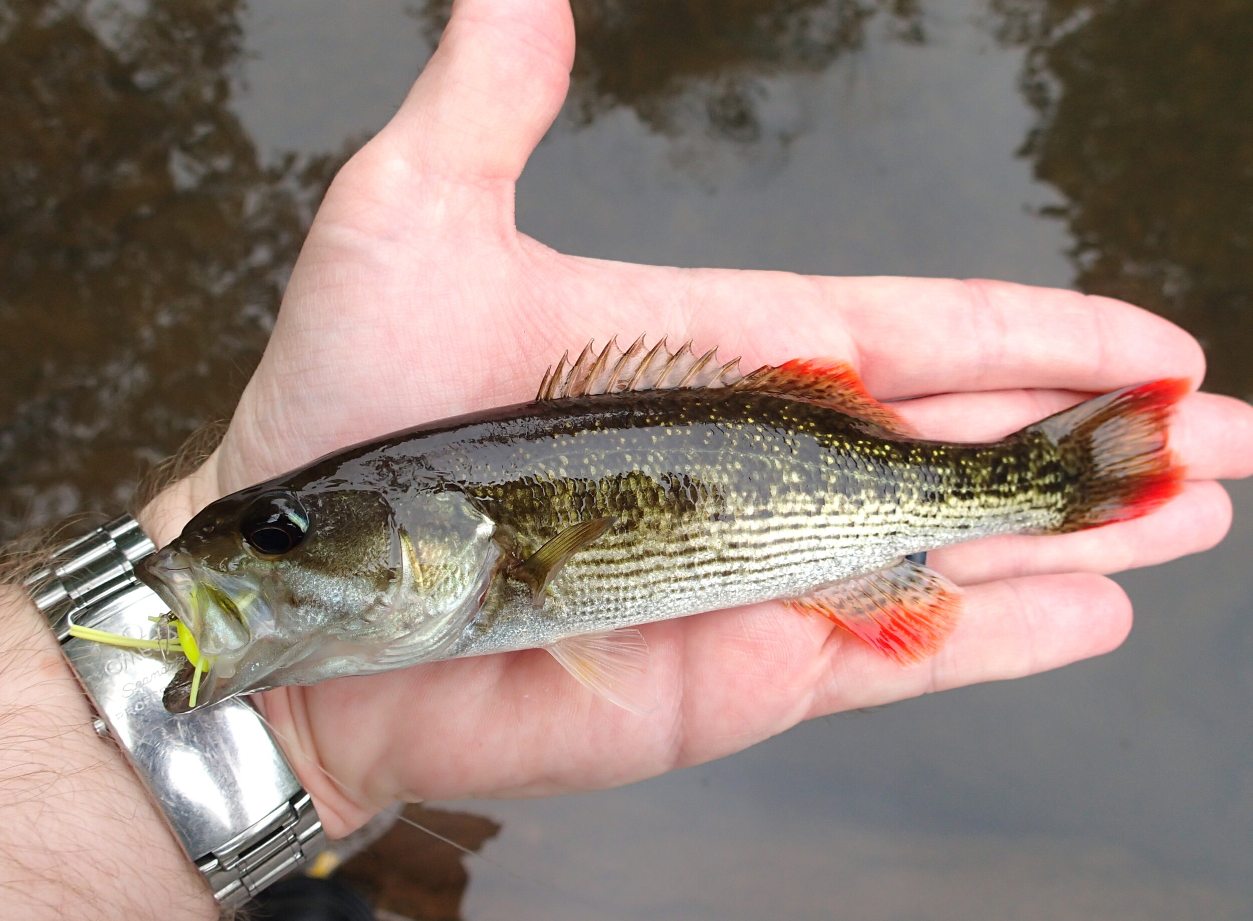 Alabama — Native Fish Coalition