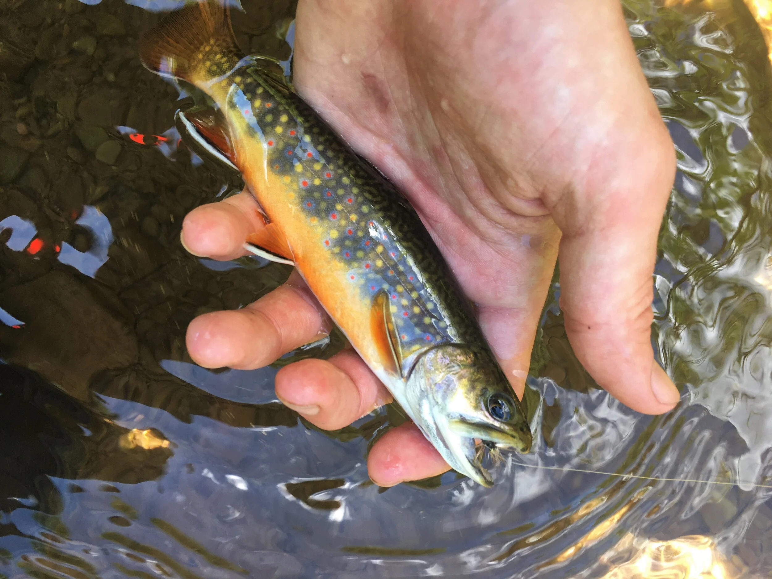 PA NFC Chimes in on Wild Native Brook Trout