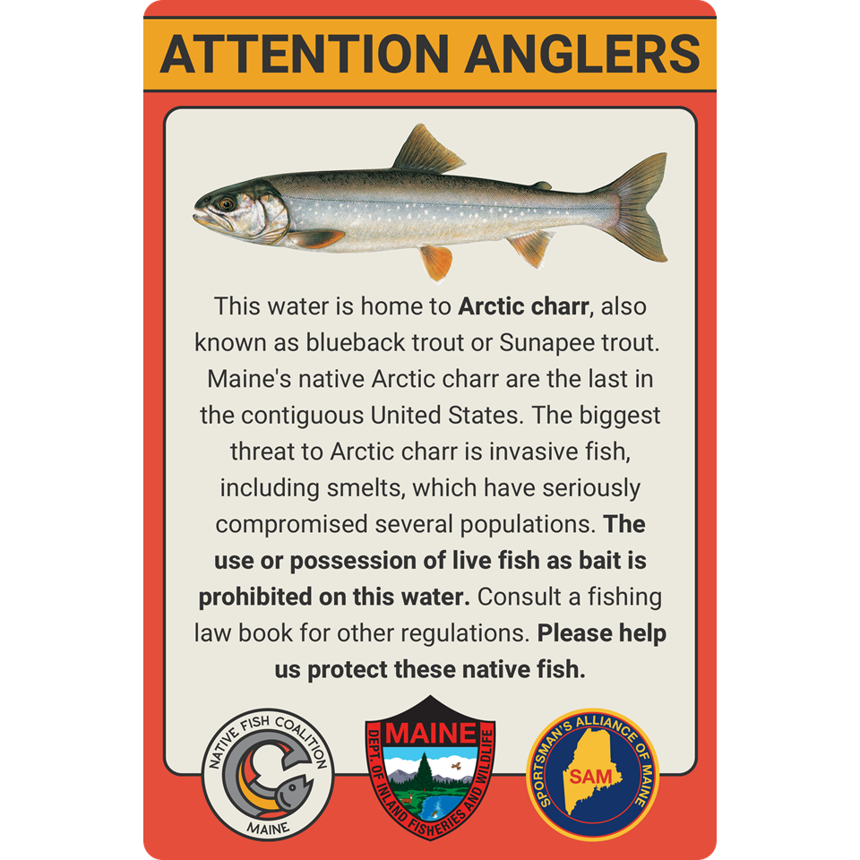 MAINE RARE ARCTIC CHARR (STANDARD)