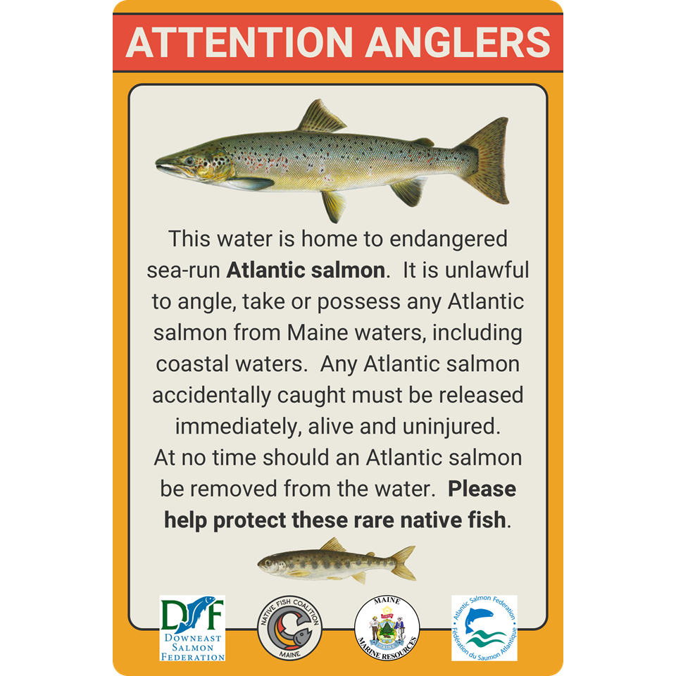 MAINE ENDANGERED ATLANTIC SALMON (STANDARD)