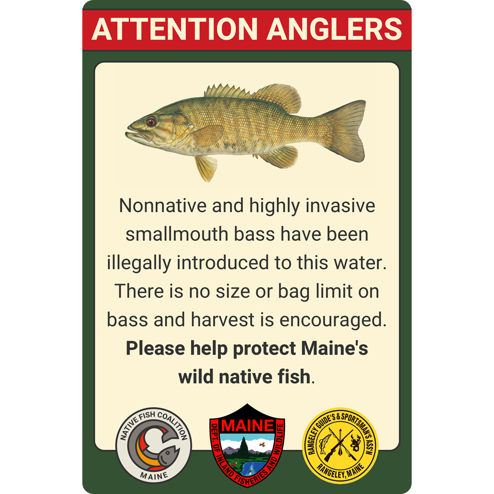 MAINE NONNATIVE BASS (RAPID RIVER)