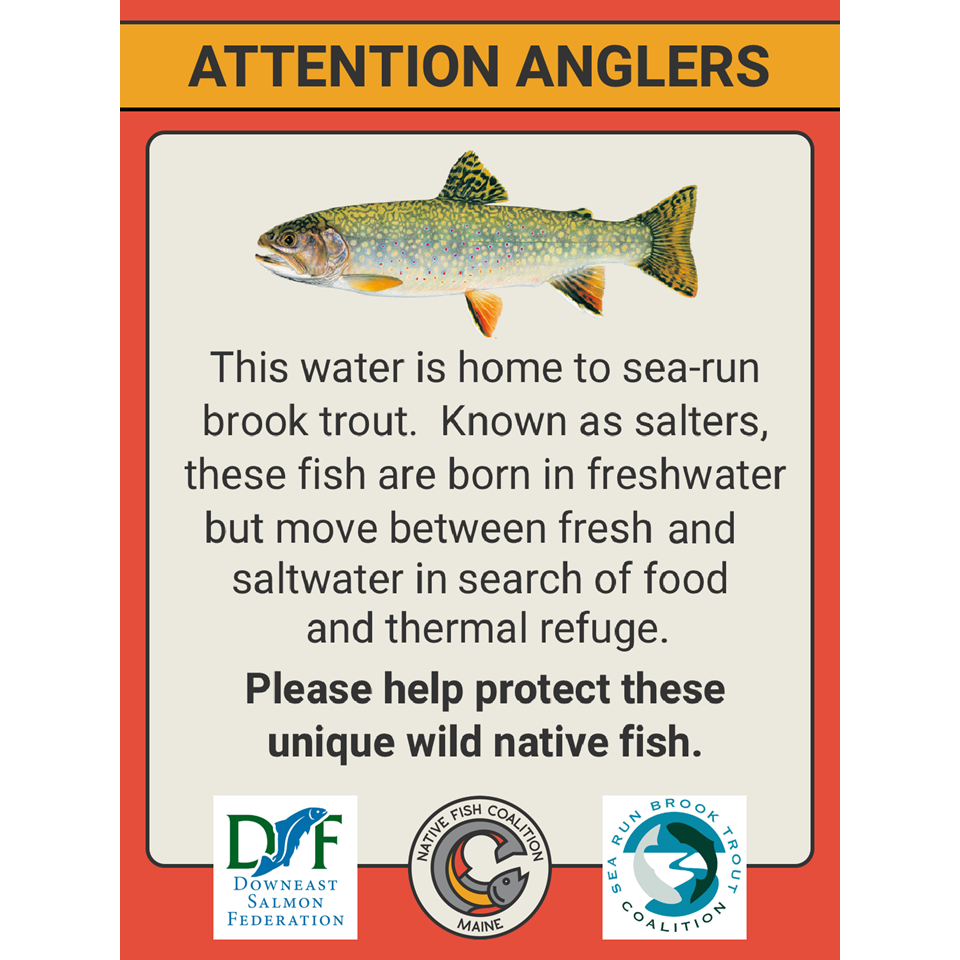 MAINE SEA-RUN BROOK TROUT (DOWNEAST REGION)