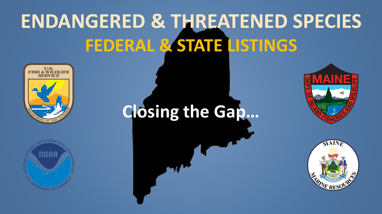 LD883: An Act to Protect Endangered Species Whose Life Cycles Include Maine Land or Waters