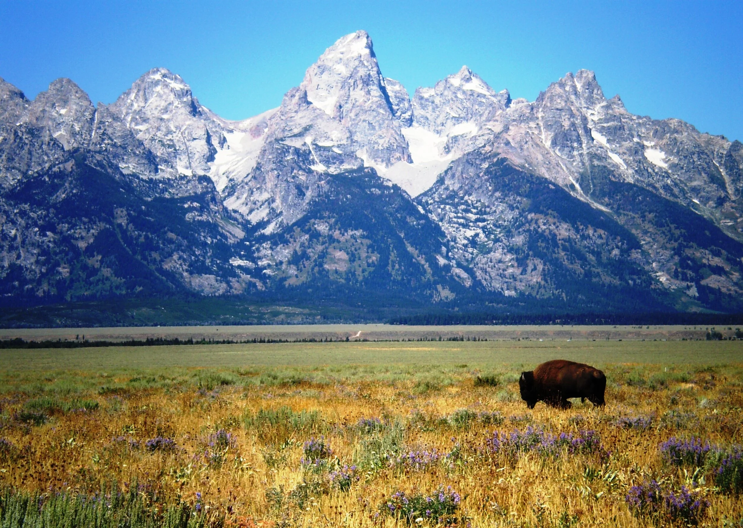 Once near extinction, bison, our National Mammal, are now a common sight in parts of the Rocky Mountain west.  (Diana Mallard)