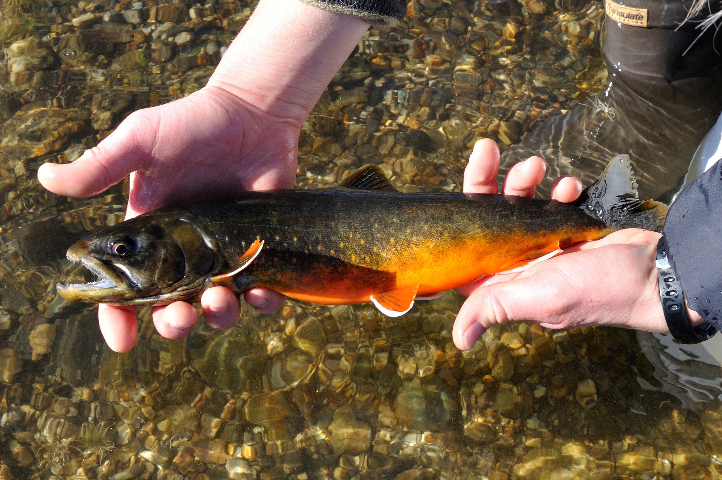 Maine's Arctic Charr What You Don't Know Could Kill Them — Native Fish