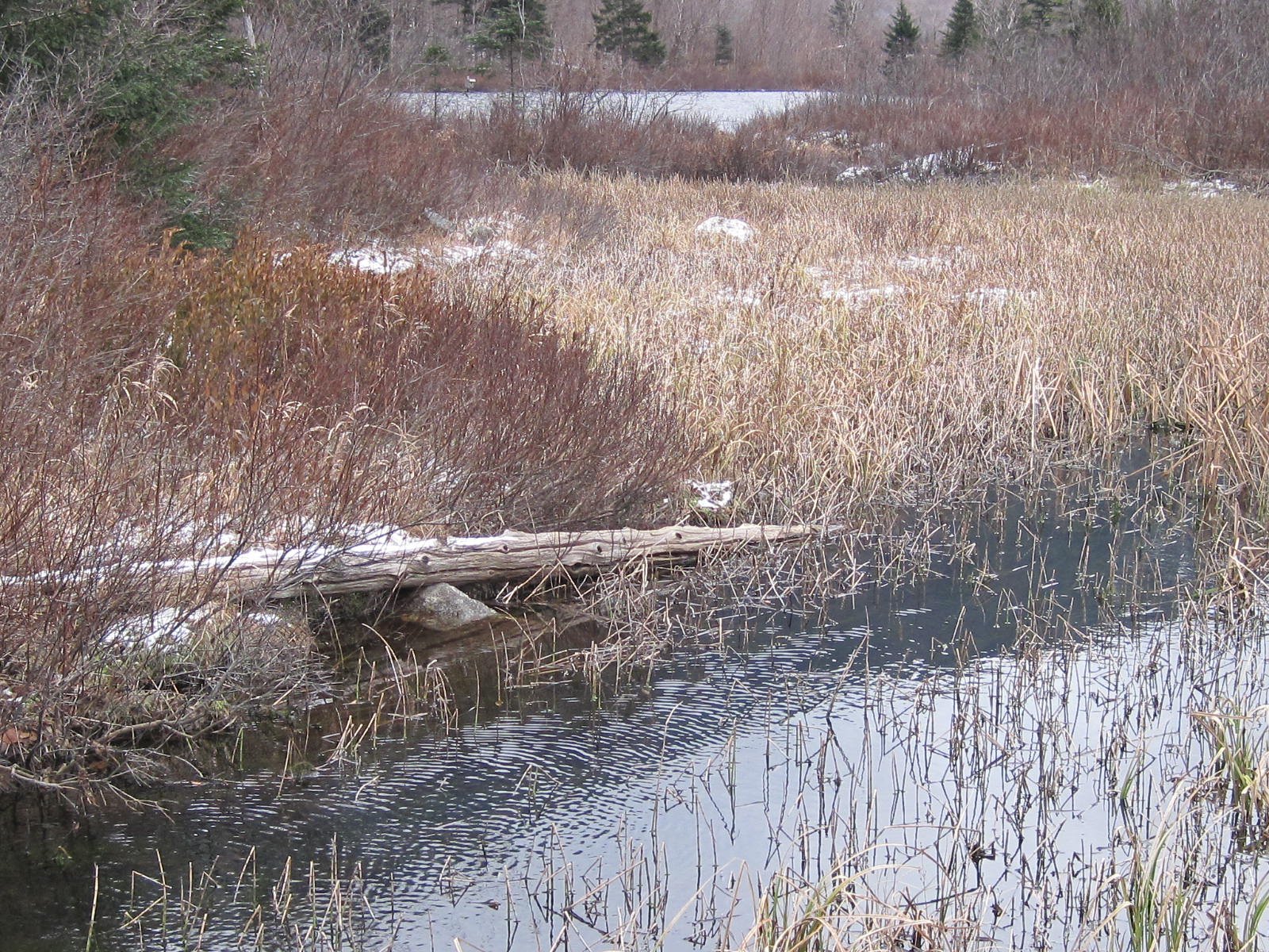 Above Breeder Pond - East Side of Highway (3).JPG