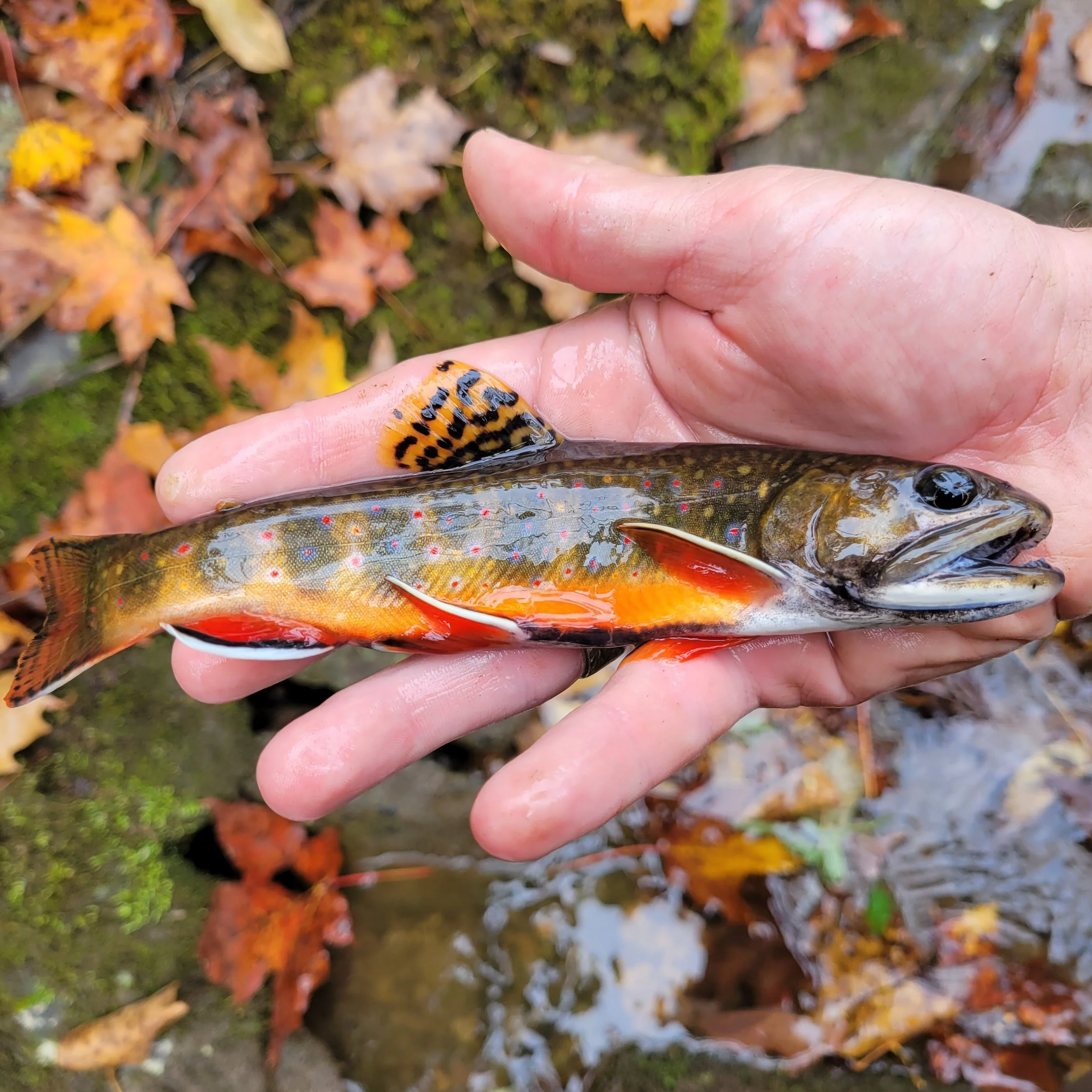Ohio — Native Fish Coalition