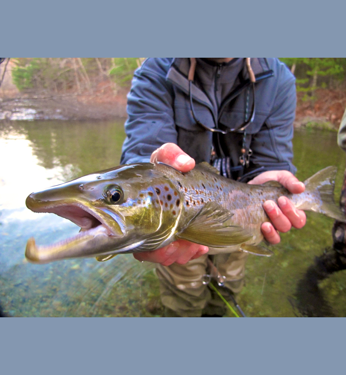 NFC Executive Director Bob Mallard talks About the Landlocked Salmon of Sebago Lake