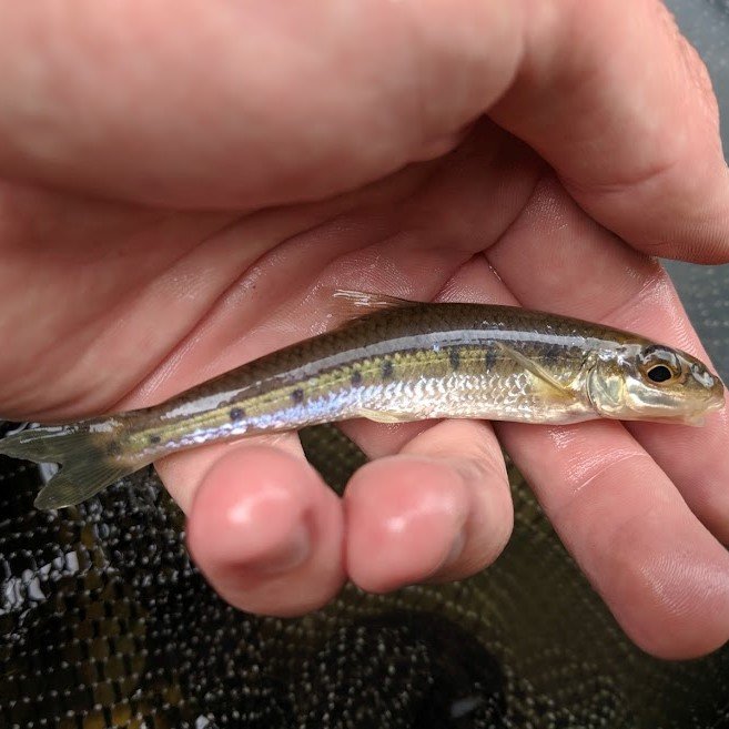 Stocking Over Wild Native Fish: It's Time to Reel it In — Native Fish  Coalition