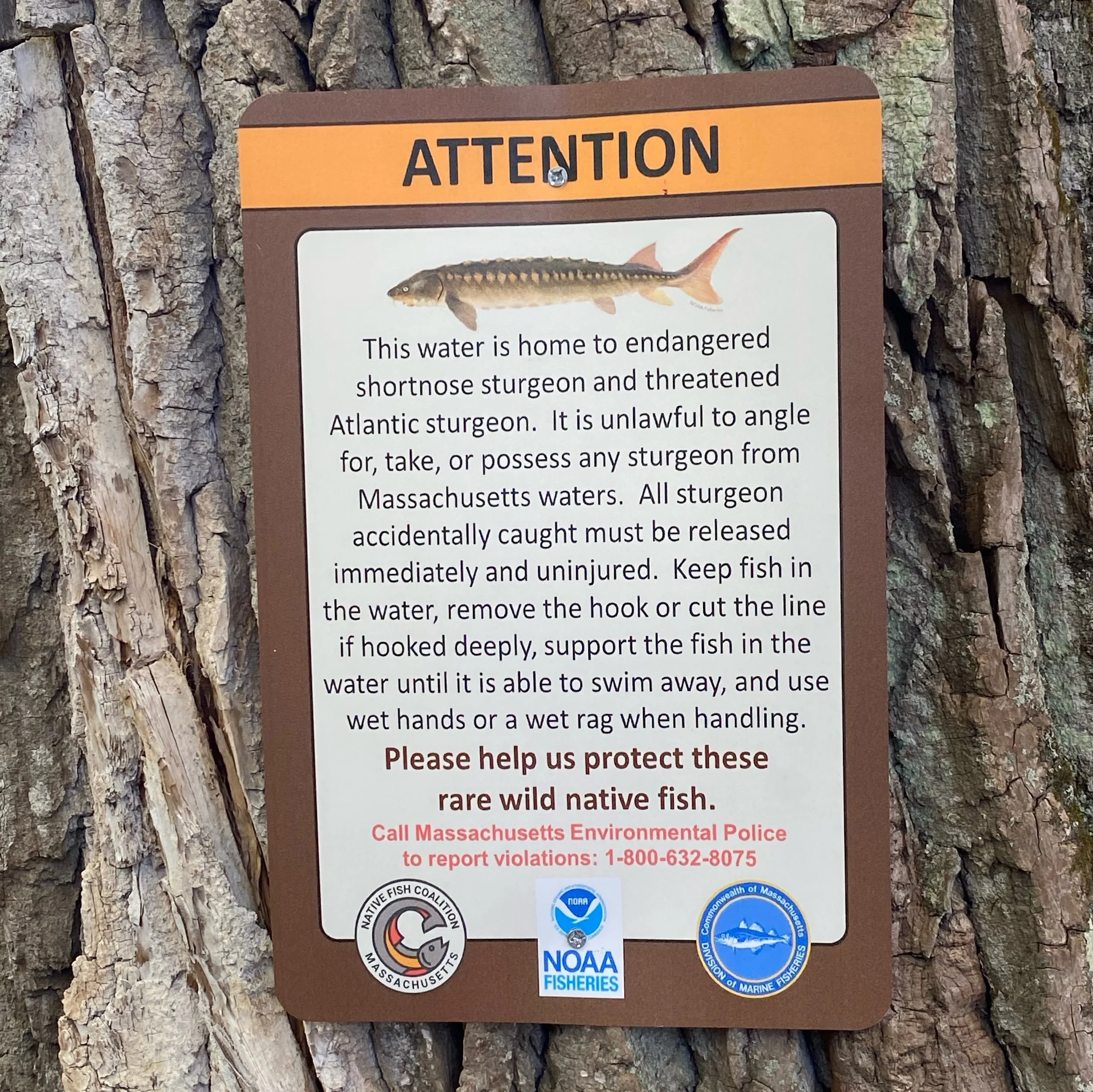 Massachusetts Gets First Informational Sturgeon Signs
