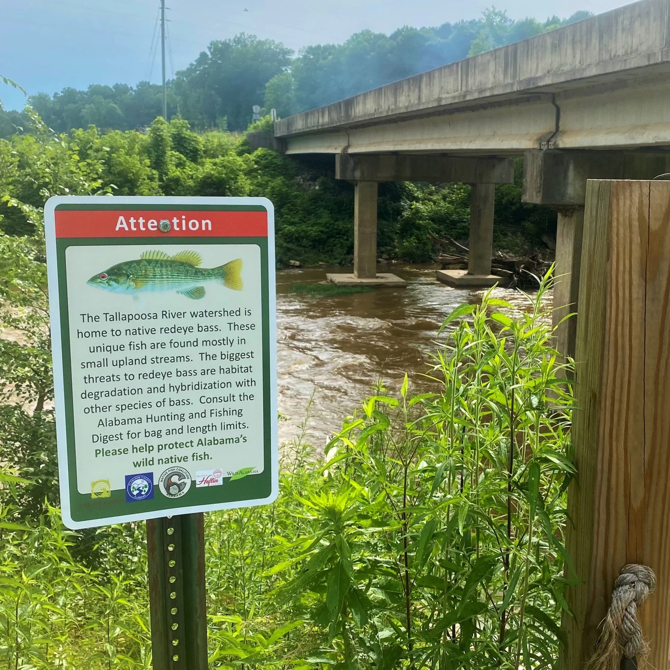 Alabama Gets Redeye Bass Signs