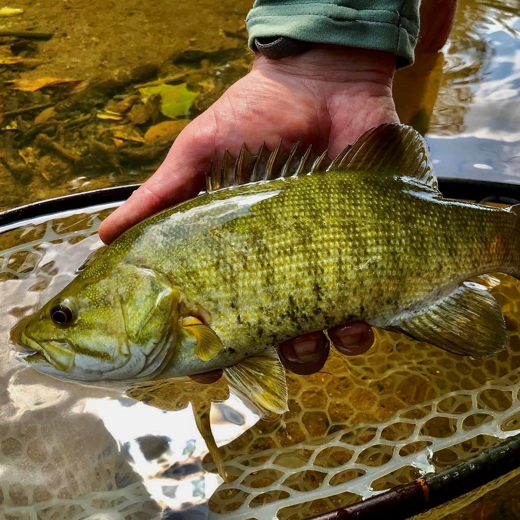 Smallmouth Bass 2.jpg