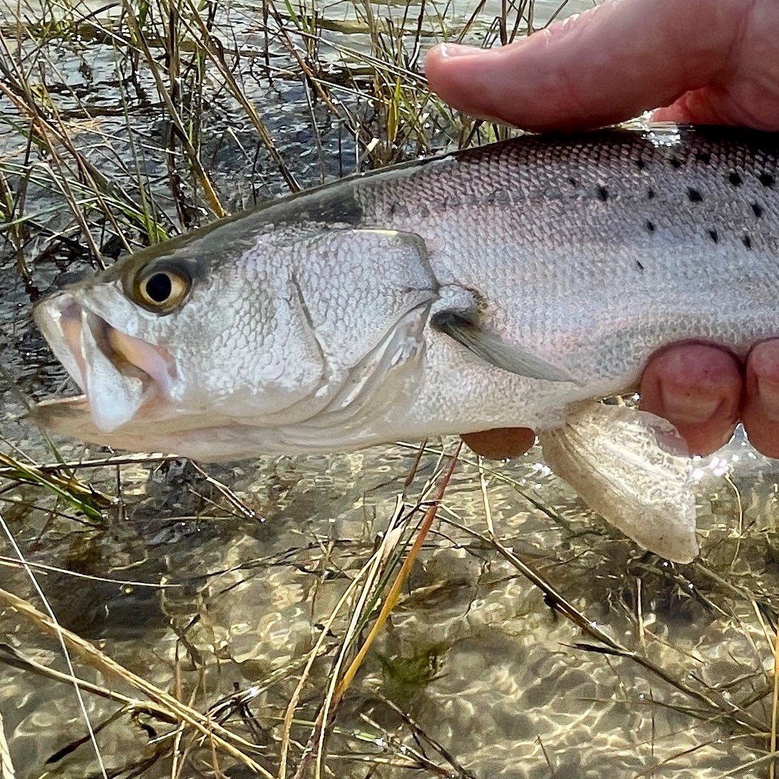 Speckled Trout 2.jpg