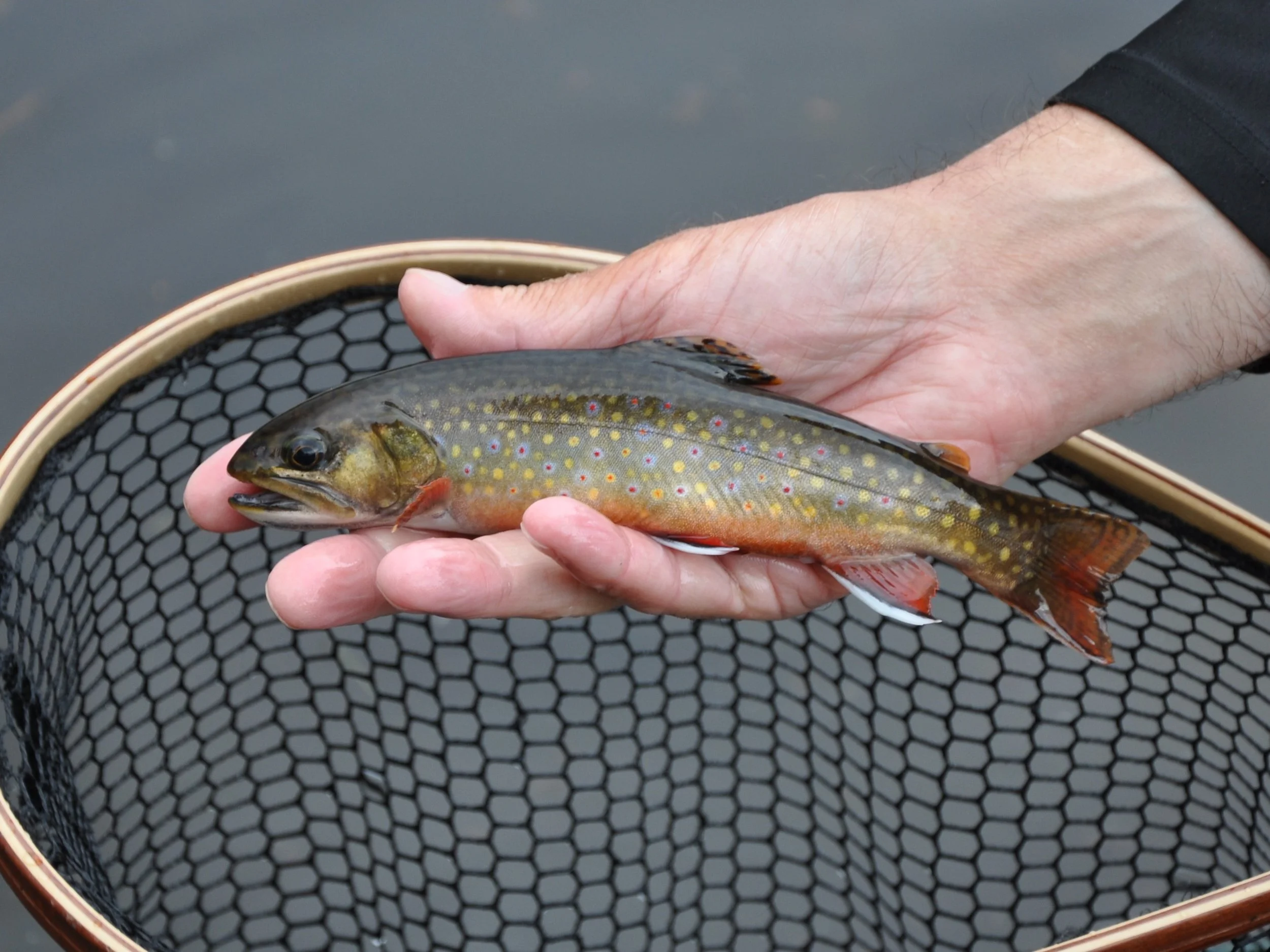 Fish, Fish, Fish: The Number One Threat to Native Trout