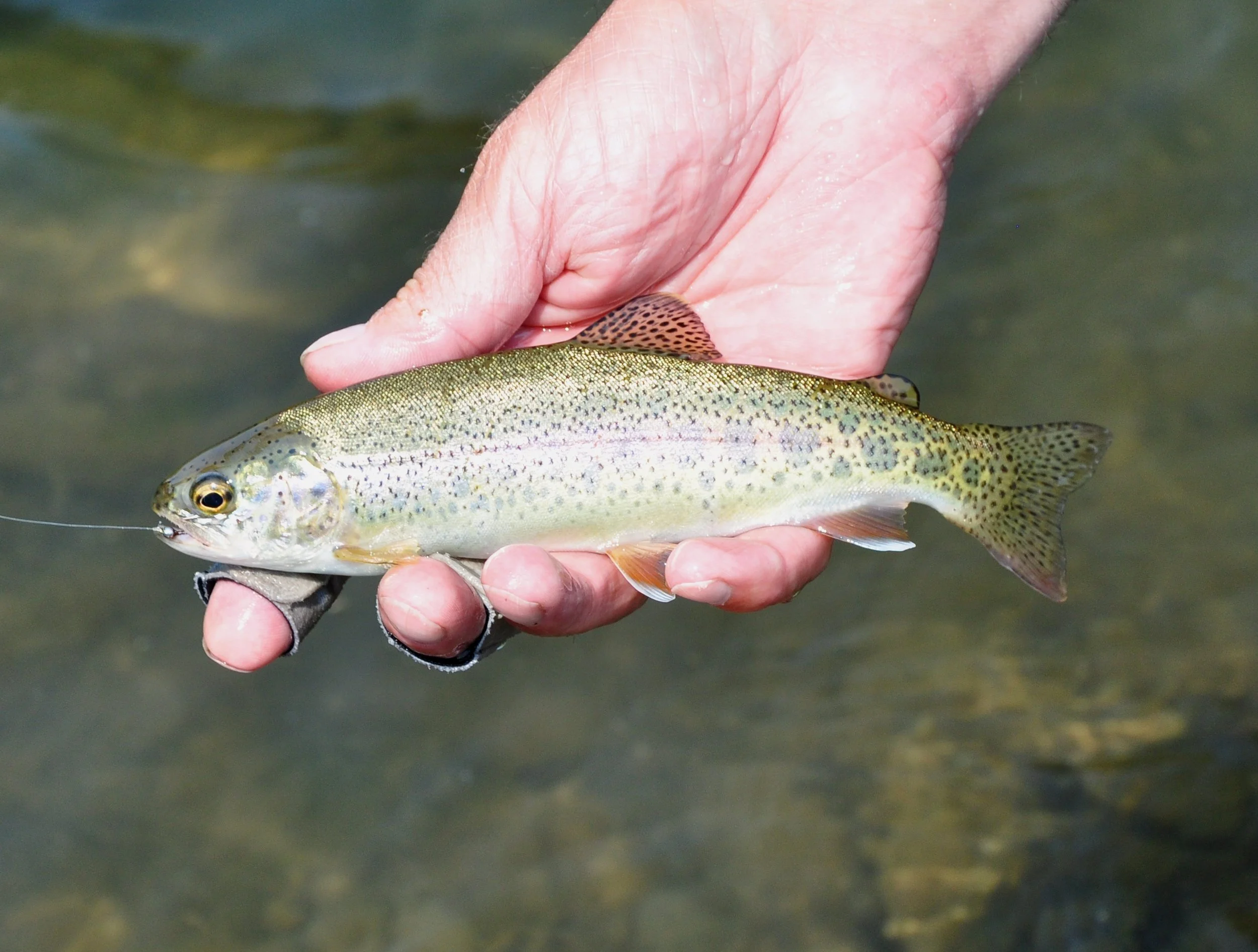 IDAHO IS PAYING ANGLERS TO HELP THIN OUT SOUTH FORK RAINBOW TROUT POPULATION