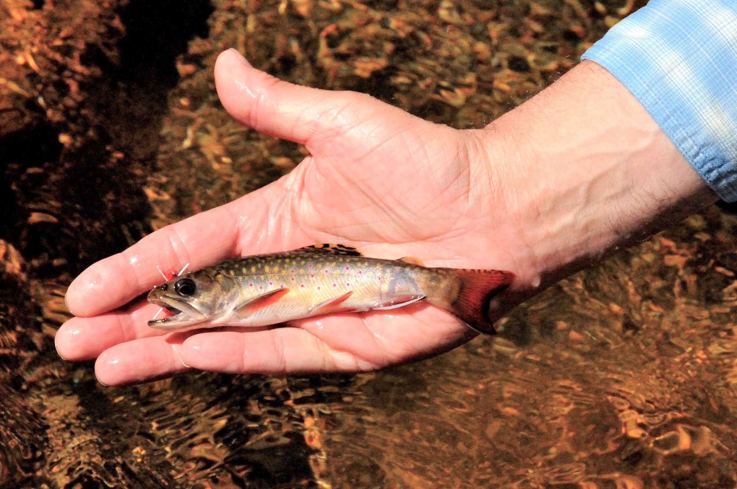 Native Brook Trout (Acadia National Park).JPG