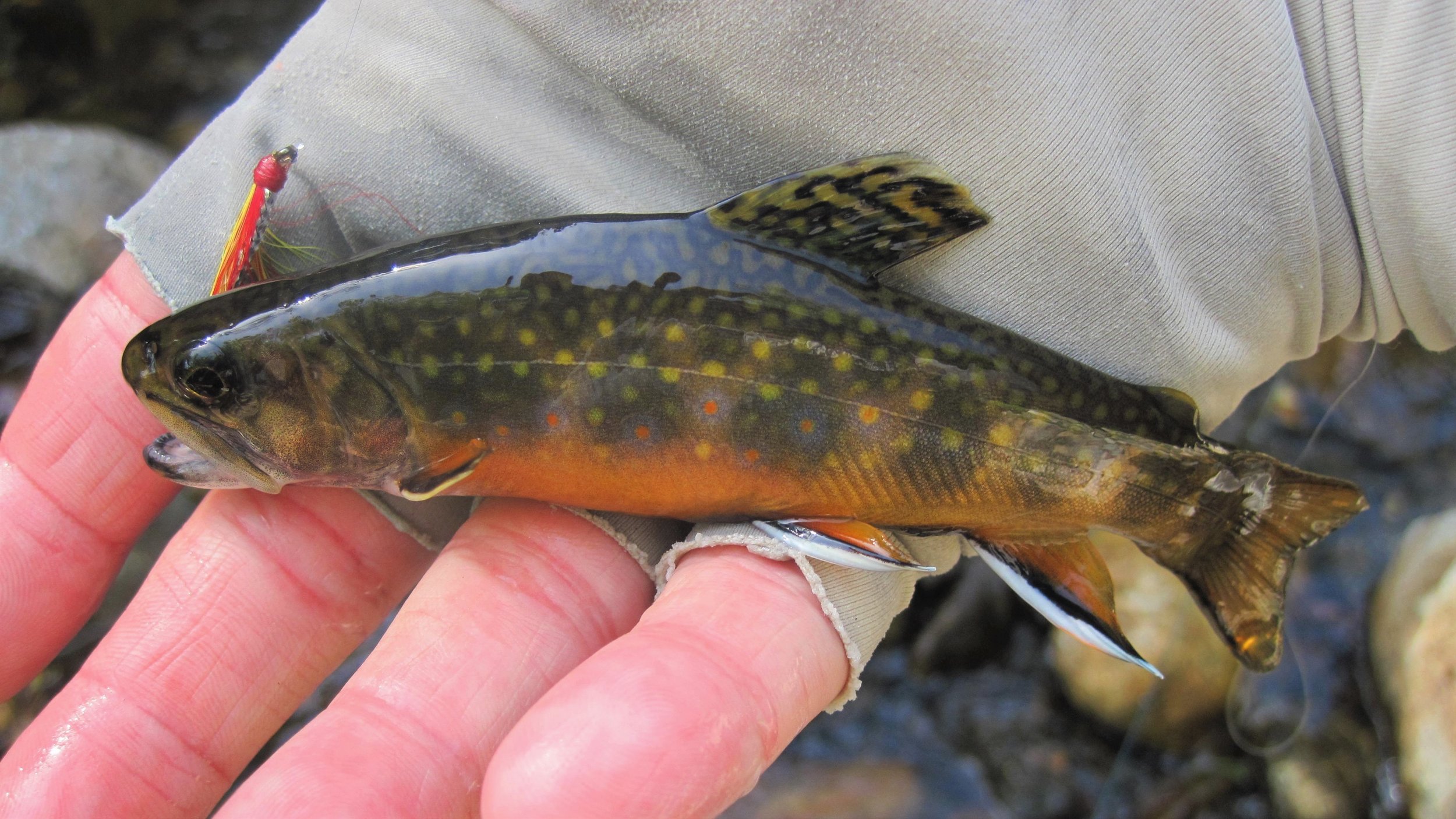 Native Brook Trout (Wildcat River, NH) (2).JPG