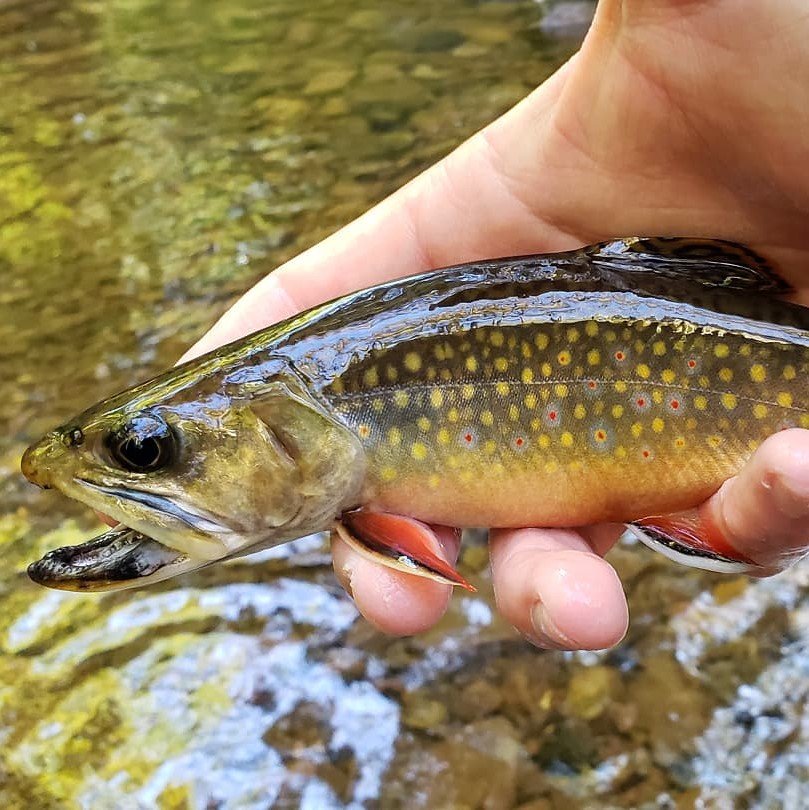 Wade Pratt NJ brook trout4 2.jpg