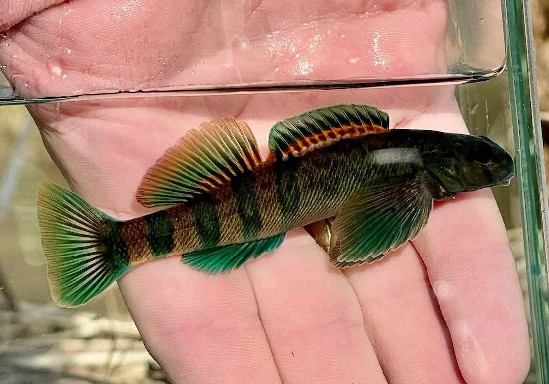 Ohio — Native Fish Coalition