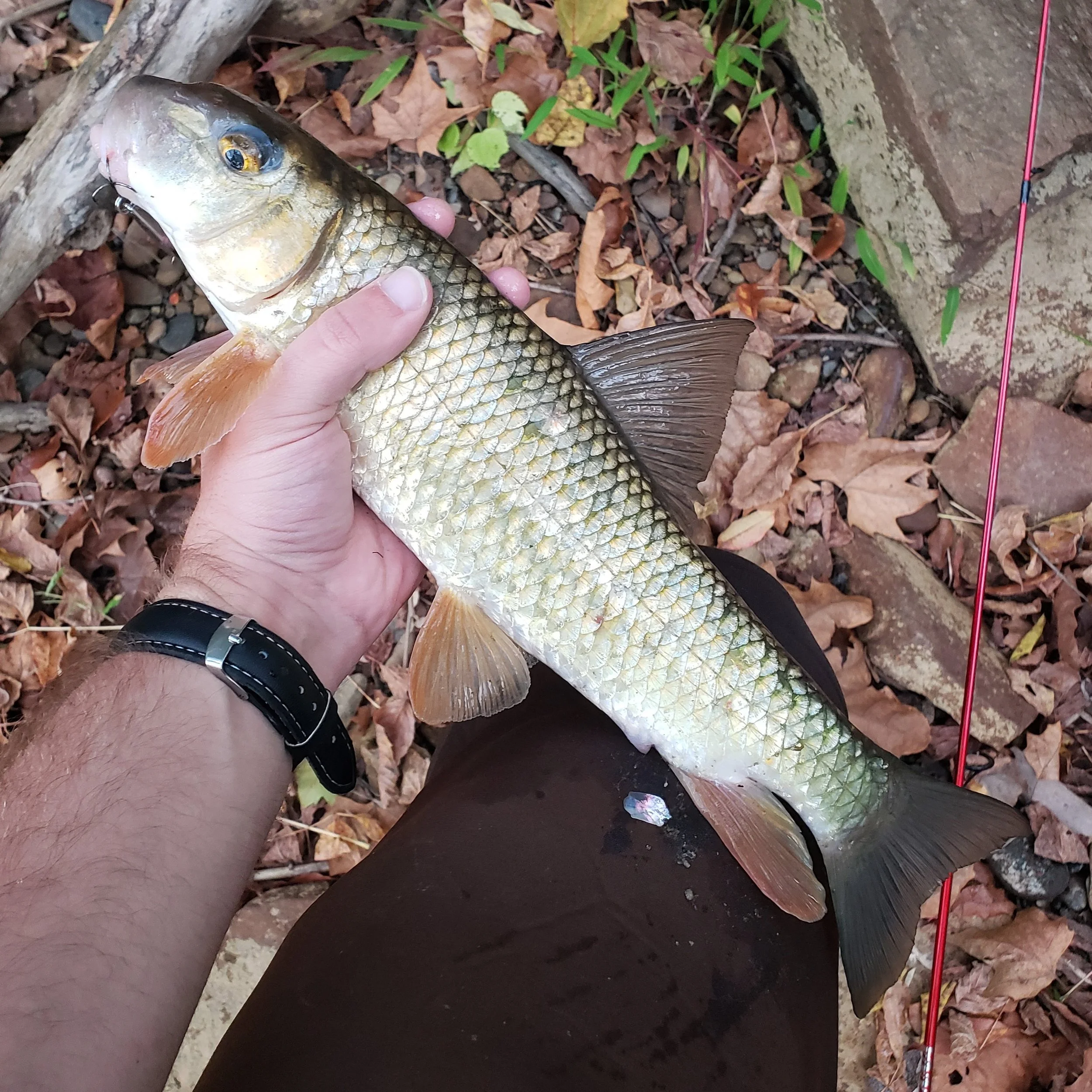 Ohio — Native Fish Coalition